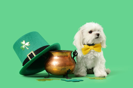 Cute Maltese dog with bowtie, leprechaun's hat, pot and clovers sitting on green background. St. Patrick's Day celebration