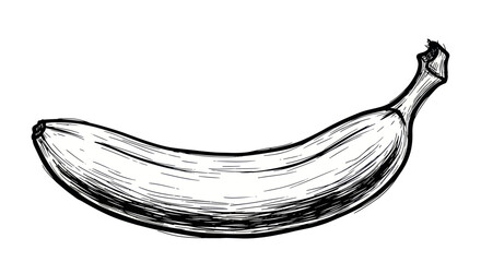 Hand-drawn sketch of a banana on a white background. Simple, organic illustration. © mus