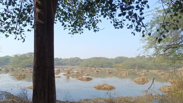 A view of water body in a bird sanctuary having trees in the foreground and small islands for birds inside the water body in a foggy day during winters