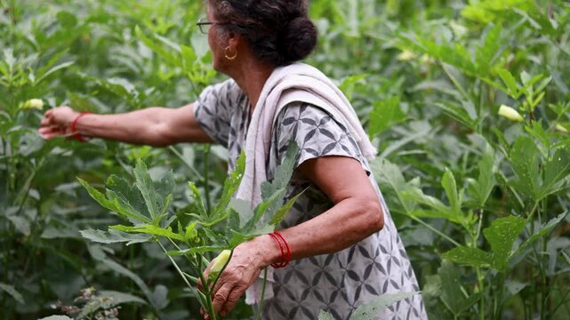Selecting fresh ladyfinger from garden plants, showing manual harvesting, home gardening, healthy vegetables, and everyday rural farming activity in India captured in 4K video.