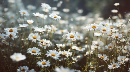 A bright white flower field in soft focus, cheerful and nostalgic