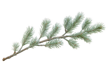 Obraz premium Pine branch isolated on transparent background. Decorative green pine branch with fluffy needles for celebration isolated on white background.