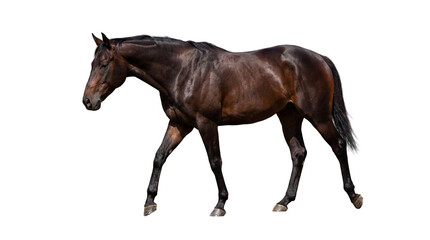 Fototapeta premium Dark brown horse walking, full body side view, elegant equine animal, isolated on white