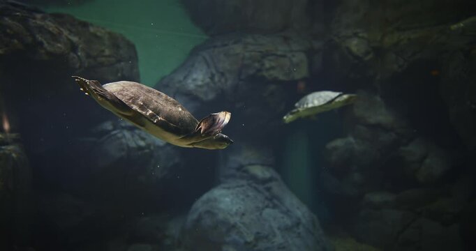 Shanghai, China. Pig-nosed Turtles Swims In Aquarium. River Turtle Pitted-shelled Turtle, Warrajan. Native To Northern Australia And Southern New Guinea. Pig-nosed Turtles Available For Exotic Pet