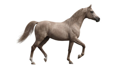 Fototapeta premium Graceful light brown Arabian horse walking, side view, isolated on white
