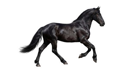 Fototapeta premium Galloping black Friesian horse with shiny coat, powerful movement, side view, isolated on white