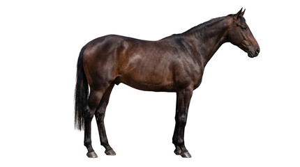 Obraz premium Dark brown horse standing in profile, full body view, isolated on white