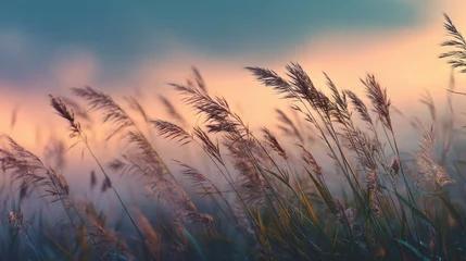 Stickers Ziekenhuis Grass swaying gently in the evening breeze creates a tranquil and calming atmosphere in the background evoking a soothing nature experience with a copy space image.  © PNG World