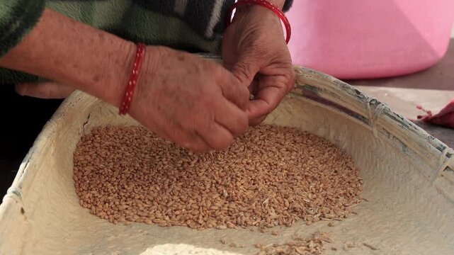 Rural Indian woman winnowing and cleaning grains using a traditional basket inside a village home in Uttarakhand, showing poverty, mountain village life, hard work, and traditional food preparation.