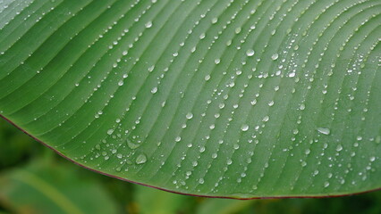 Close-up of a banana leaf with dewdrops on the surface, showing clear texture and selective focus