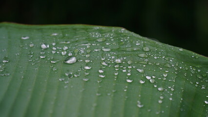 Close-up of a banana leaf with dewdrops on the surface, showing clear texture and selective focus