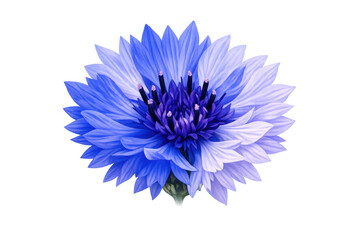 Blue cornflower blooming, centaurea cyanus with vibrant petals, botanical beauty cutout on transparent background
