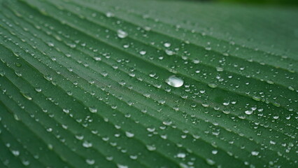 Close-up of a banana leaf with dewdrops on the surface, showing clear texture and selective focus
