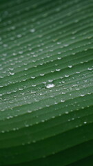 Close-up of a banana leaf with dewdrops on the surface, showing clear texture and selective focus