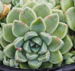 Obraz premium Echeveria elegans var. kesselringiana mature succulent plant