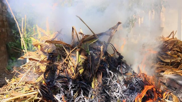 Closeup 4k video showing farmers burning leftover agricultural plant waste after harvest. Rural farming practice, smoke rising, environmental and pollution related scene.
