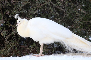 a white peacock