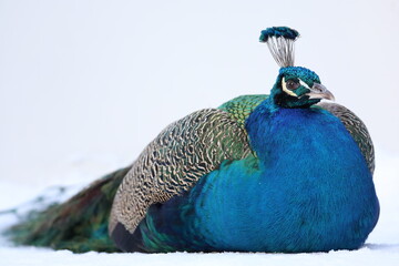 peacock with feathers