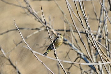 枝に留まっているカワラヒワ