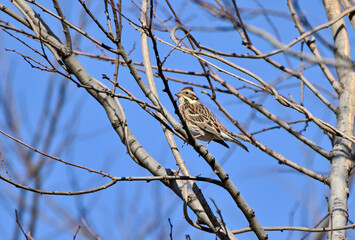 枝に留まっているカシラダカ