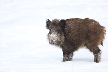 wild boar in snow