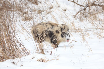 Wild pig in snow