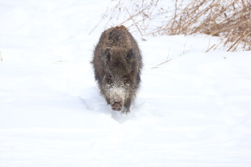 wild boar in winter