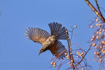 センダンの樹から飛び出すヒヨドリ