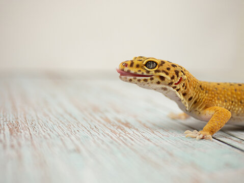 Leopard gecko with yellow and orange skin pattern