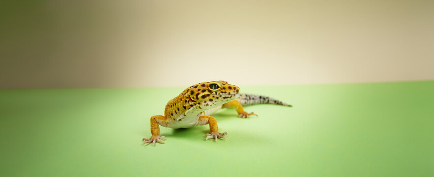 Leopard gecko with Easter Background