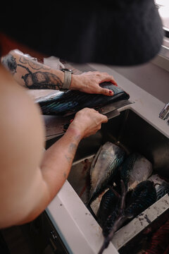 Tattooed man filleting fresh tuna catch at yacht sink with antic