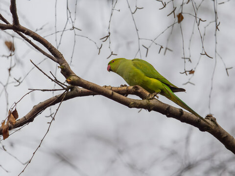 Vibrant green parrot perched on bare tree branch in natural sett