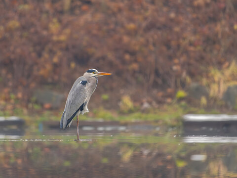 Majestic heron stands serene in calm water with autumn foliage b
