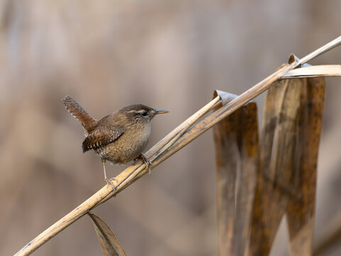 Small brown bird perched on dry reed in natural habitat