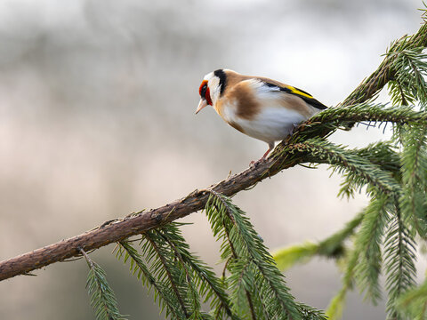 Vibrant goldfinch perched on pine branch in natural setting