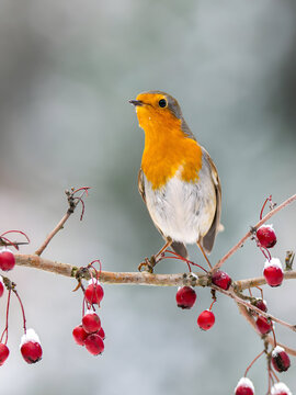 Vibrant robin perched on snowy branch with red berries in winter