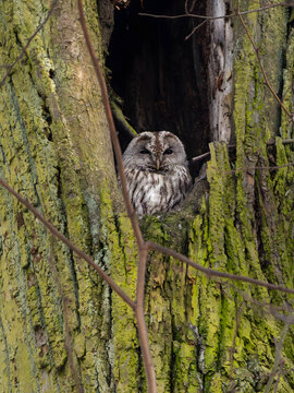 Owl perched in mossy tree hollow with branches
