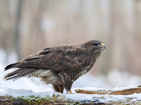 Majestic brown hawk perched on snowy log in serene forest settin