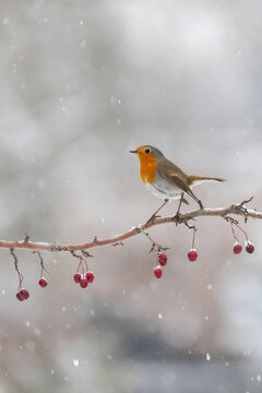 Robin perched on snowy branch with red berries