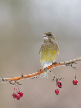 Yellow finch perched on branch with red berries in winter landsc