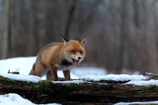 Red fox standing on snowy log in forest, alert and ready