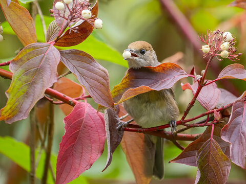 Small bird eating white berries on autumnal branch