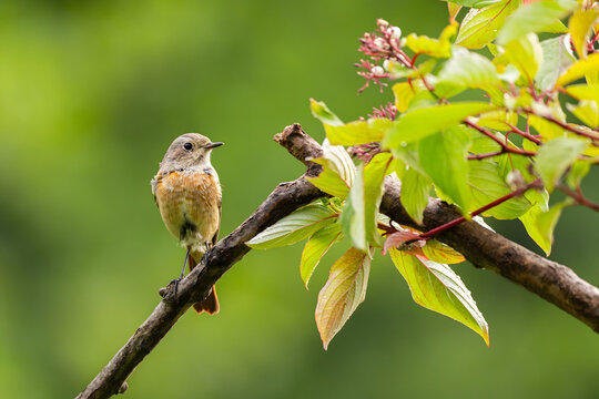 Small bird perched on tree branch with green leaves