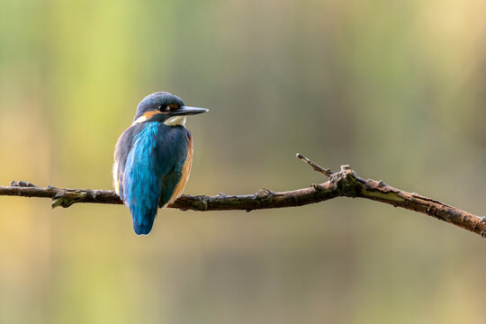 Vibrant kingfisher perched on branch in natural habitat