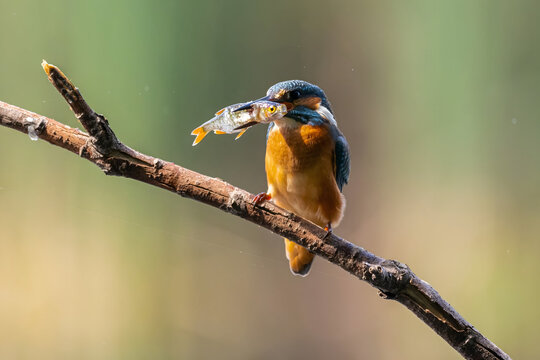 Vibrant kingfisher perched on branch with freshly caught fish