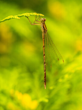 Beautiful damselfly resting on green leaf in natural habitat