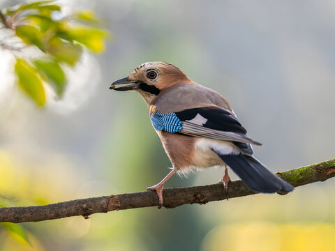 Vibrant jay perched on branch with stunning blue feathers