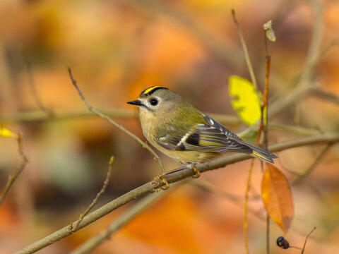 Golden crowned kinglet perched on branch with vibrant autumn lea