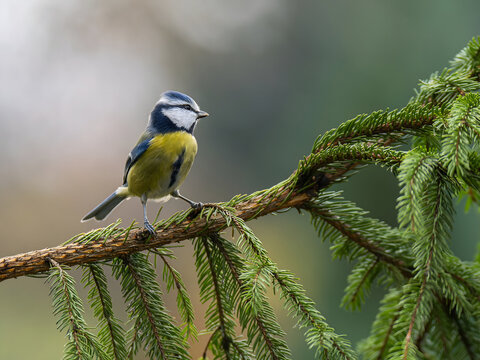 Vibrant blue tit perched on lush green pine branch in forest