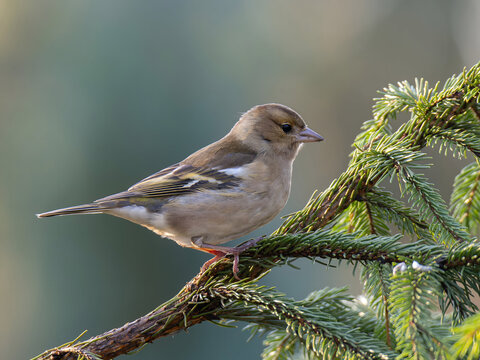 Small bird perched on pine branch with blurred green background